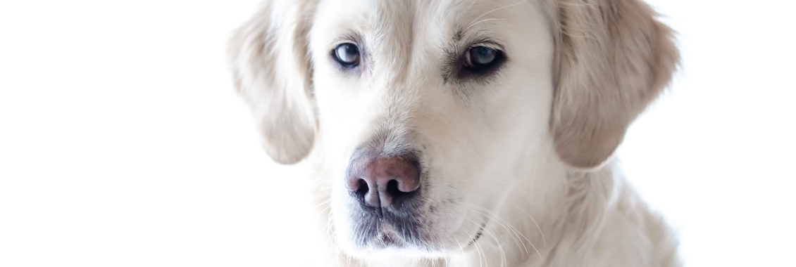 Retriever Puppy Dog